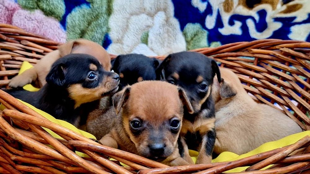 Мини Той-терьеры