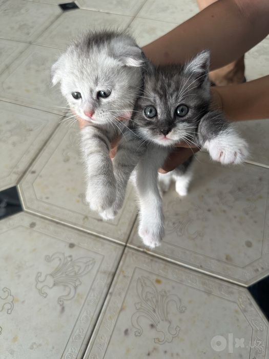 Scottish Fold кошечка/Chiroyli urg‘ochi Scottish mushukcha sotiladi