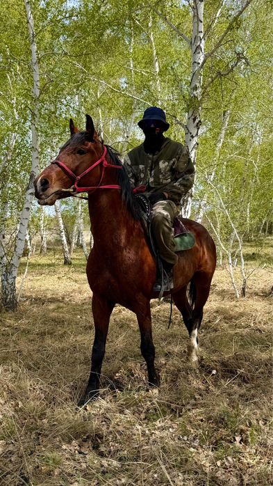 Продам жеребца. Здоровый. Доя опытного всадника. Возможен обмен. Торг