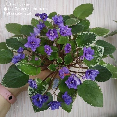 Продам фиалки (трейлеры)