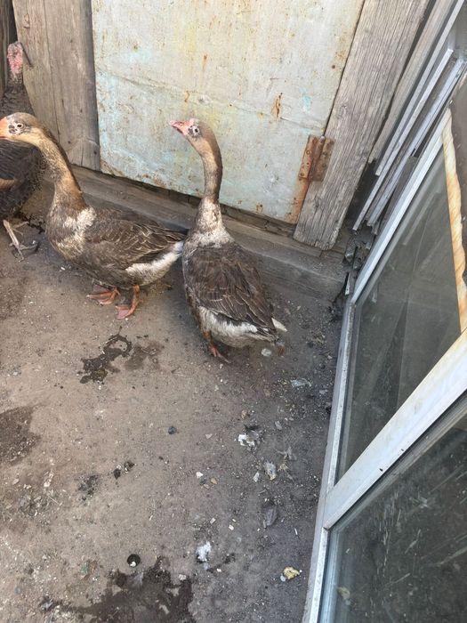 Продам гусей,осталось две штуки