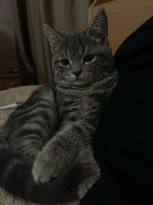 Отдам ласковую кошечку