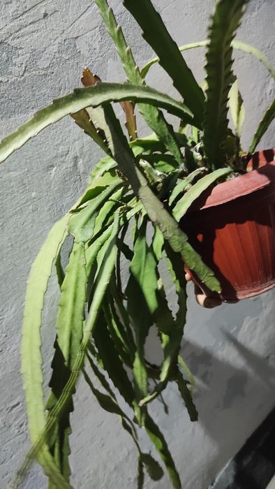 Эпифиллум красный