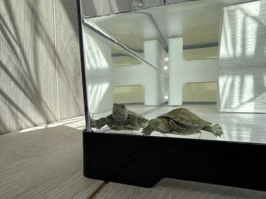 Продам черепашек вместе с аквариумом
