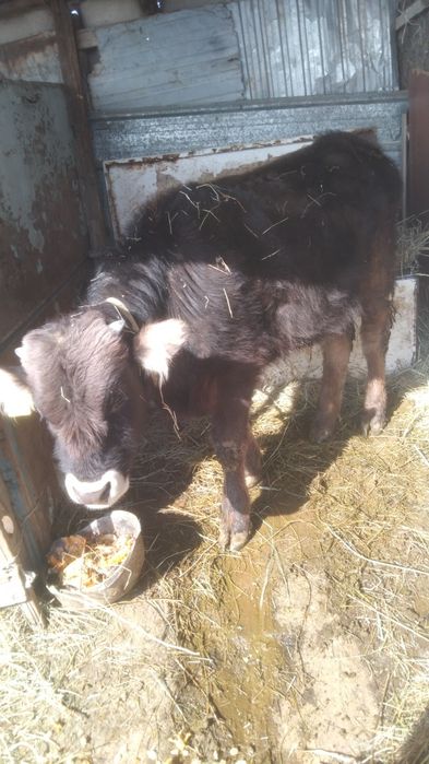 Бычок 11есяцев  бычок