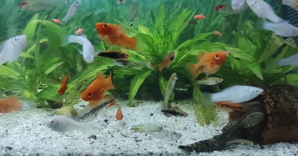 Pesti exotici de acvariu