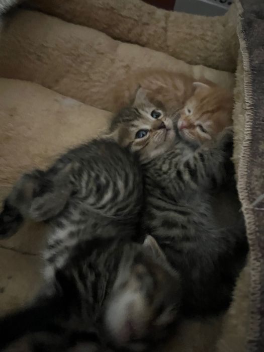 Вислоухие котята скоттиш фолд