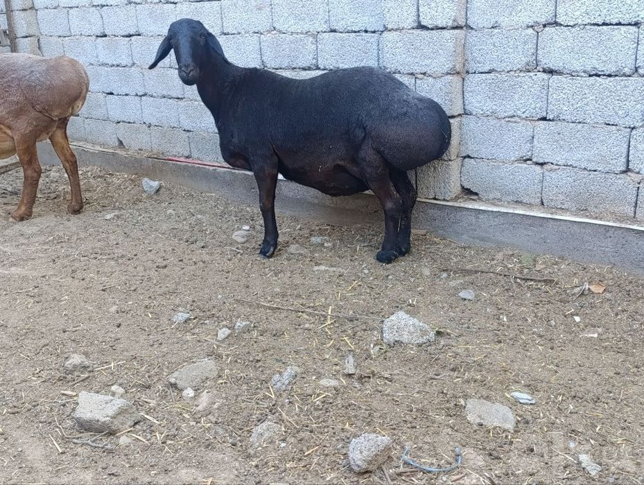 Ona qoy sotiladi