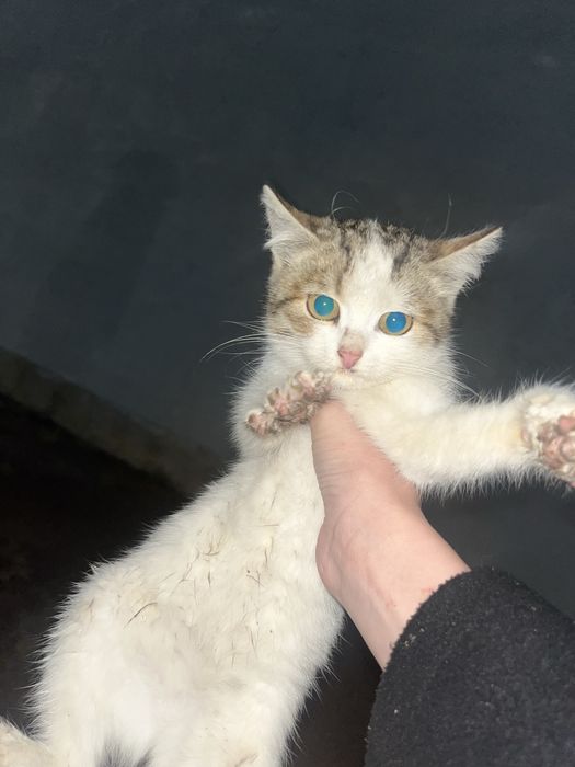 Котенок бесплатно