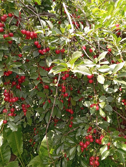 Продам вишню домашнюю
