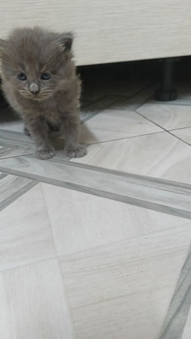 Отдам котят бесплатно.
