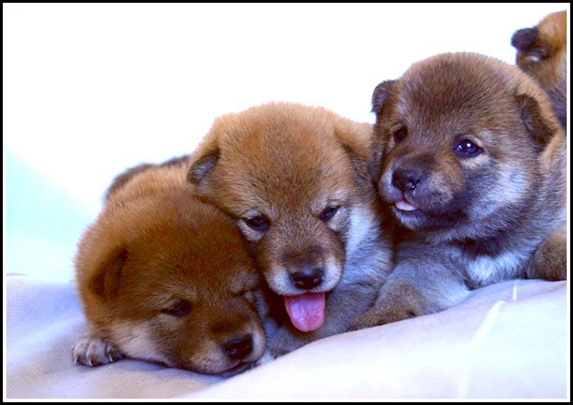 японская шиба на продажу