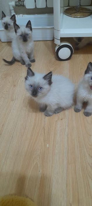 Продам котят сиамской породы