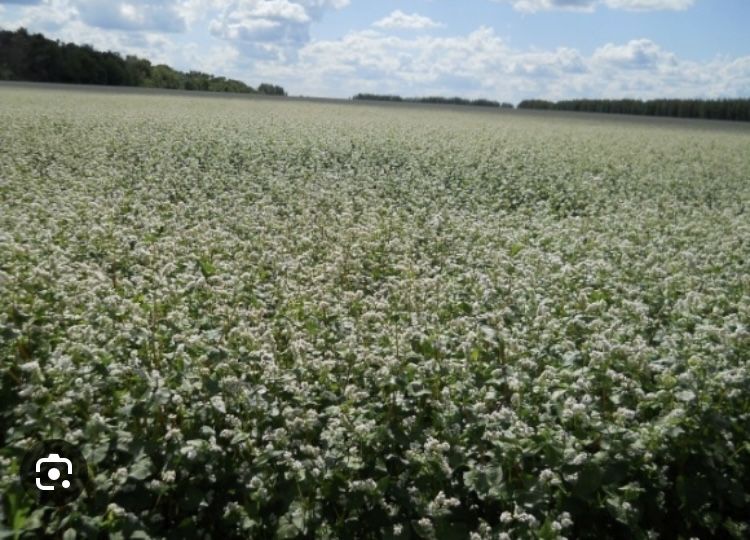 Продам семена гречихи