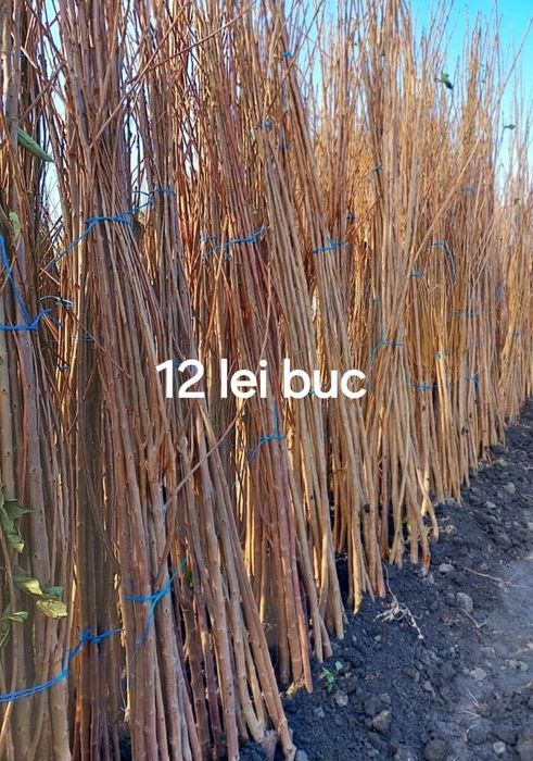 Pomi fructiferi certificati fitosanitar