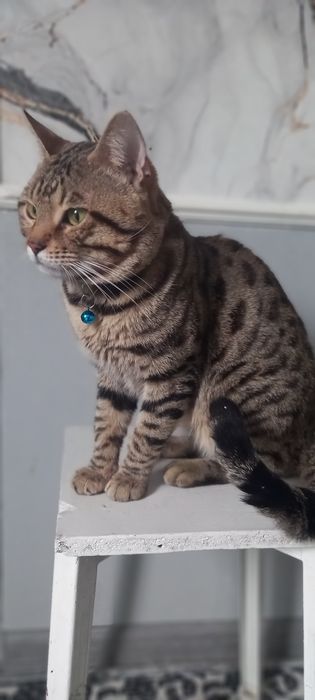 VYASKAGA toza nasl oliwni istaganla uchun