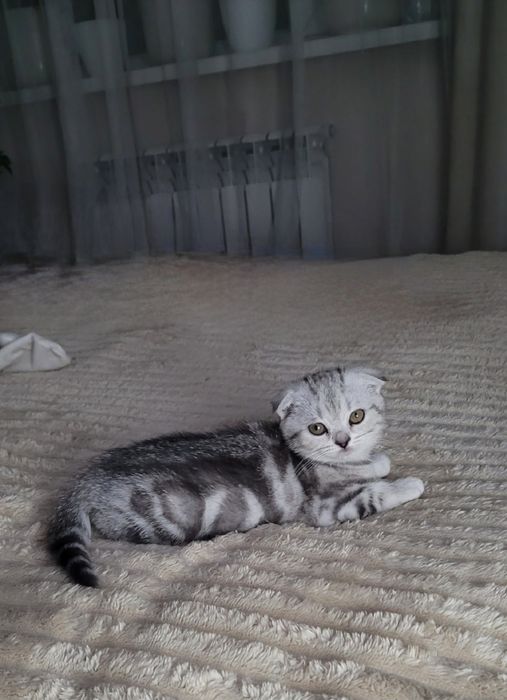 Котята шотландские