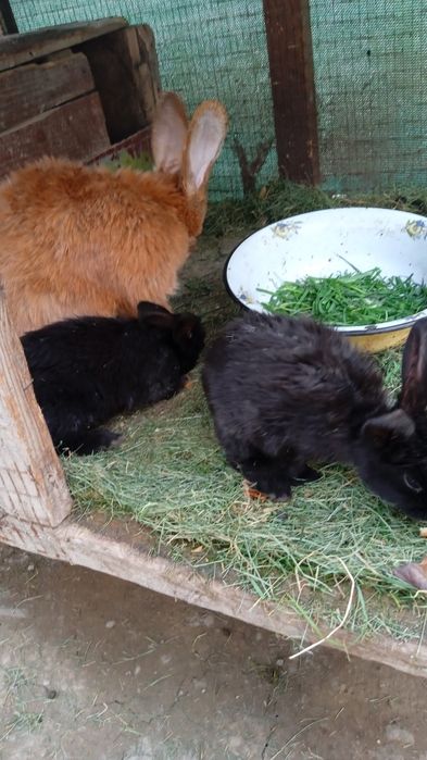 Продаются крольчата по 40000 тысяч сумов