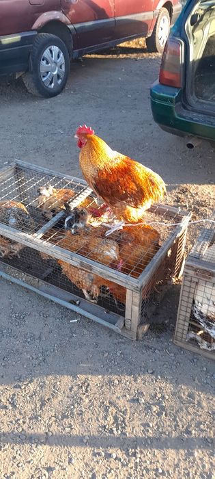 Продам молодых Петухов