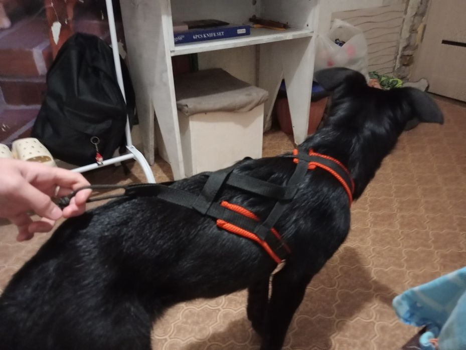 Продаю амуницию для собак