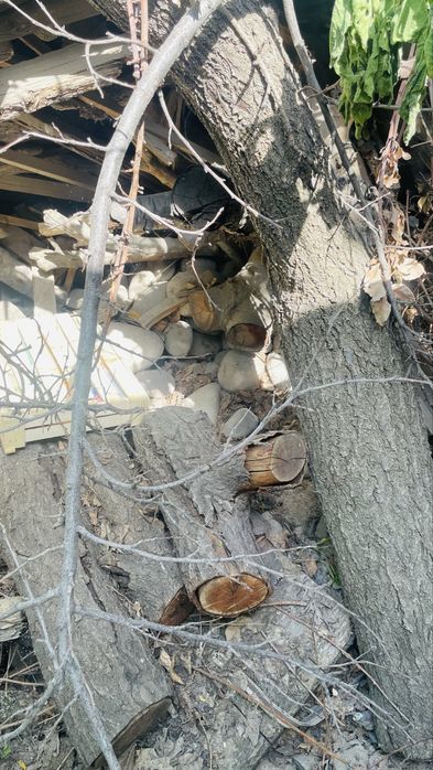 Дрова, Отин (Самовывоз)