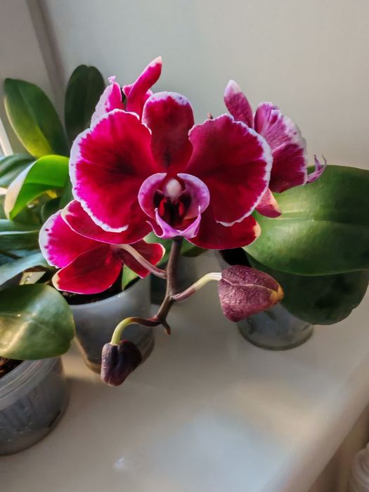 Фаленопсис summer breath