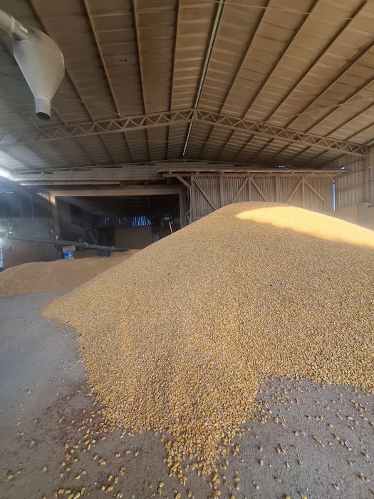 Porumb boabe de vanzare