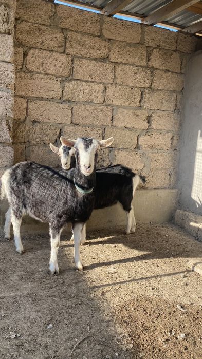 Ешкі сатылады Альпи санго