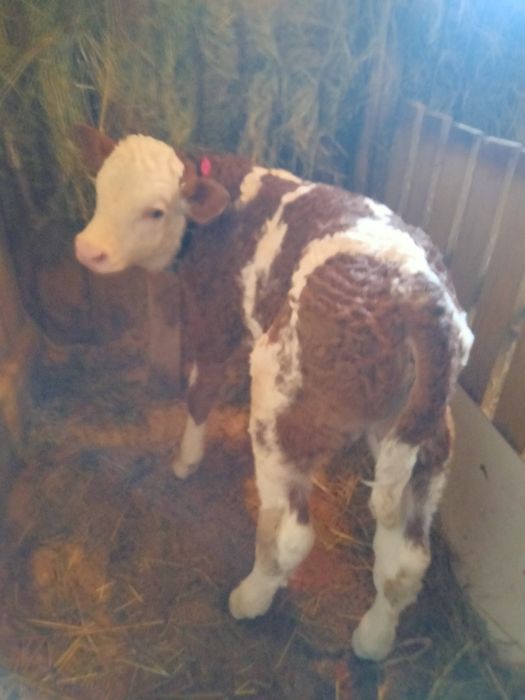 Vând vaca Baltata Românească a