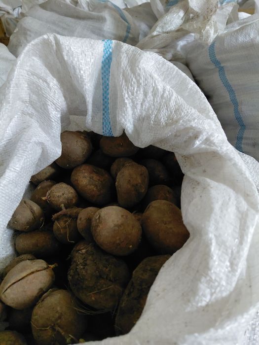 Cartofi mici (Animale)