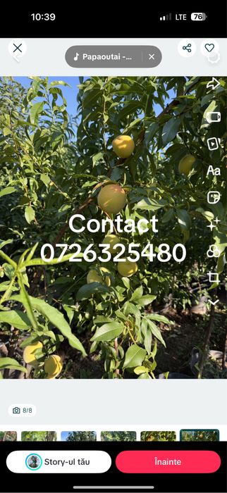 Pomi fructiferi pe rod