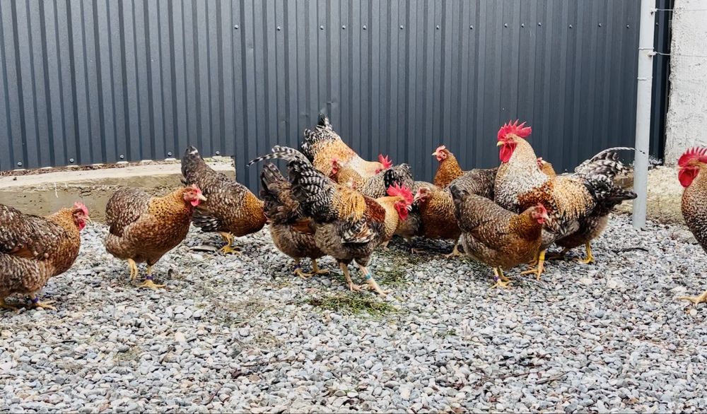 Билефельдер инкубациялық жұмыртқалары