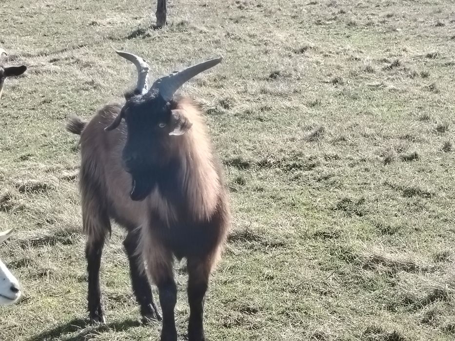 iezi alpini francezi