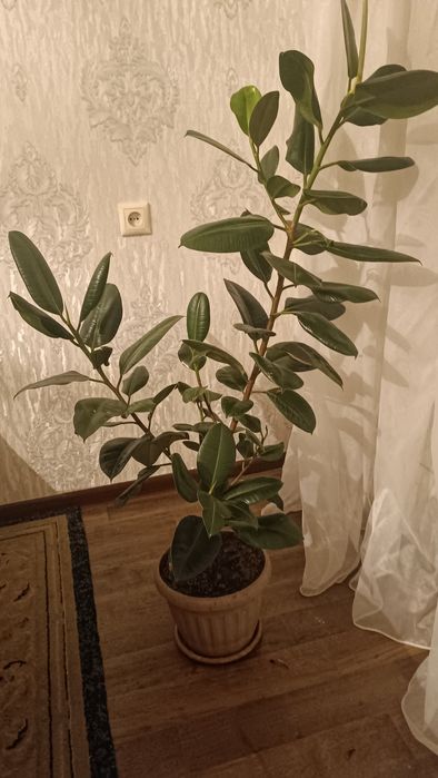 Фикус эластика 120 см