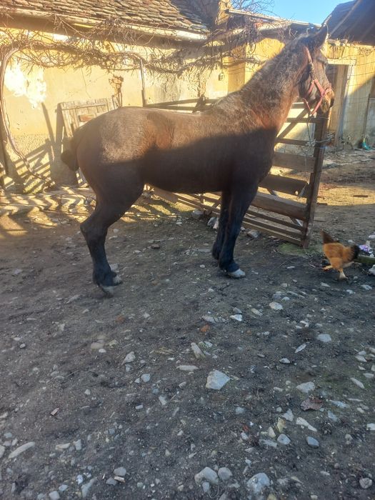 Iapa de 8 ani garantata