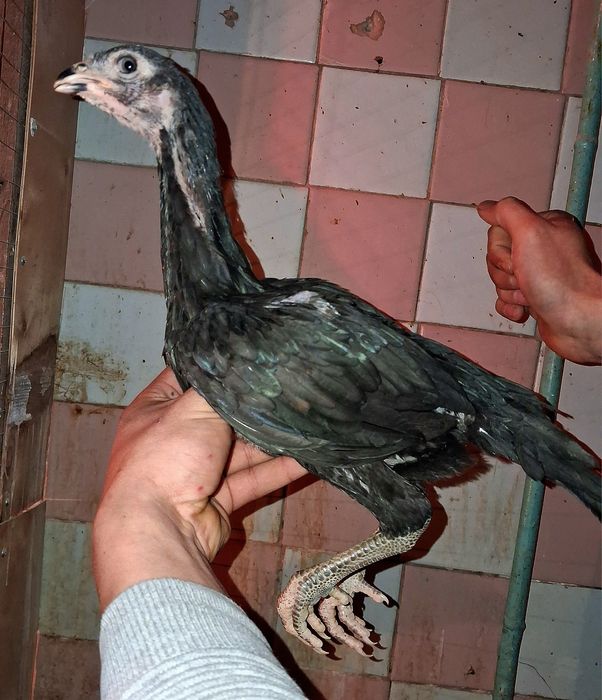 На продаже курочки!