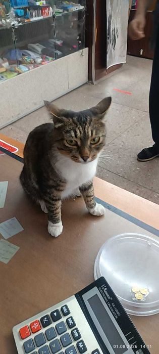 Кто потерял кота?