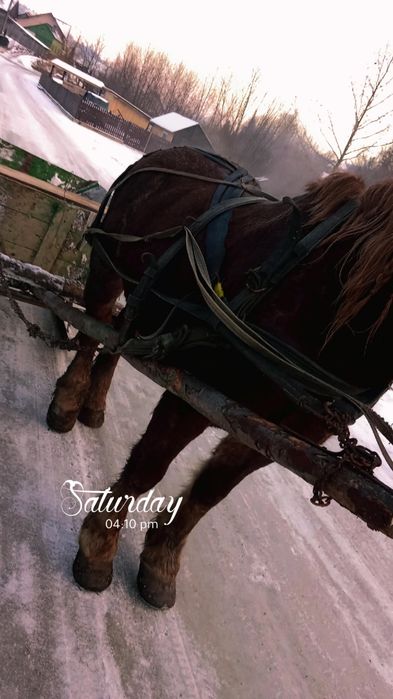 Pereche de cai se face schimb cu un cal mare se mai dă diferența