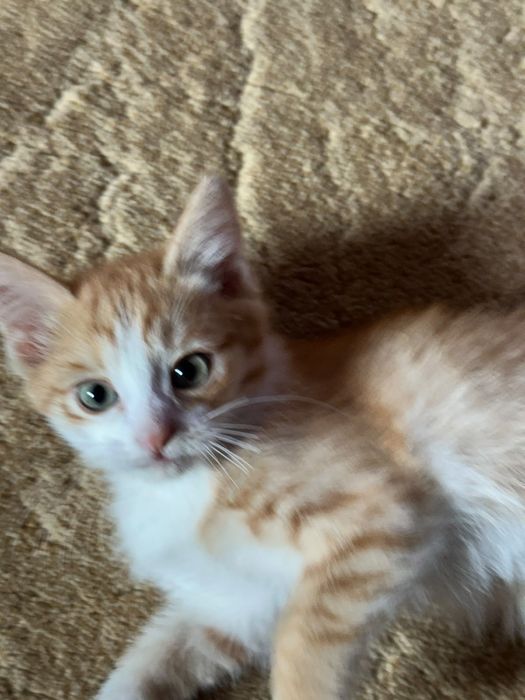 Солнечный котёнок