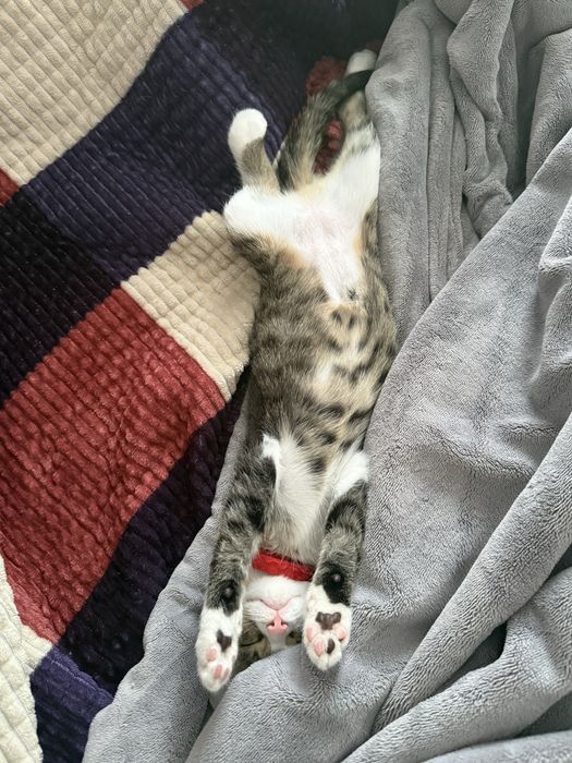 Котенок Текила