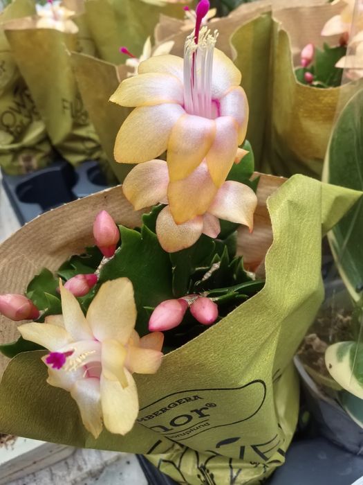 , Продавам Зефирантес, кактус червено Змийче, Агаве,