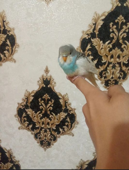 Idial ruchnoy  kõk valnistin  sog'lom yoshi 3oylik