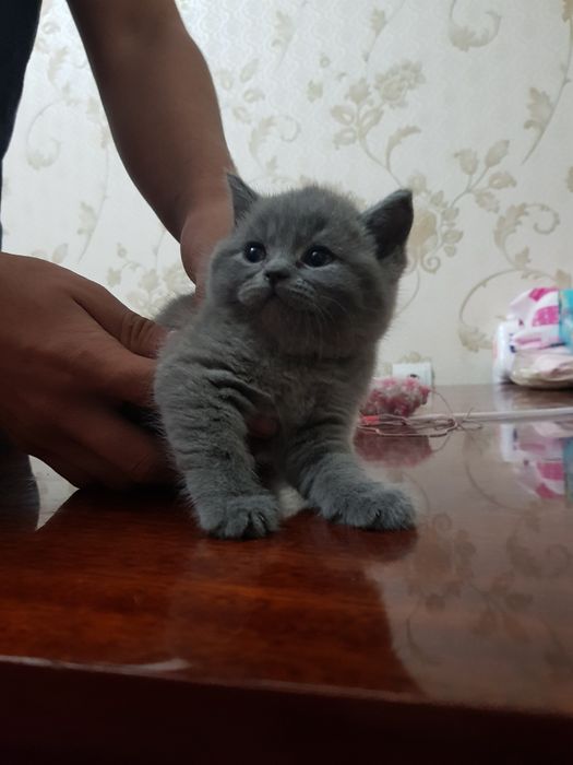 Scottish srraigth прадайётса