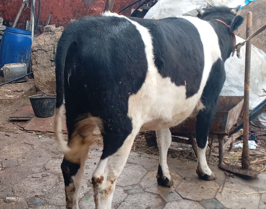 Gʻunajin  honanda boqilgan