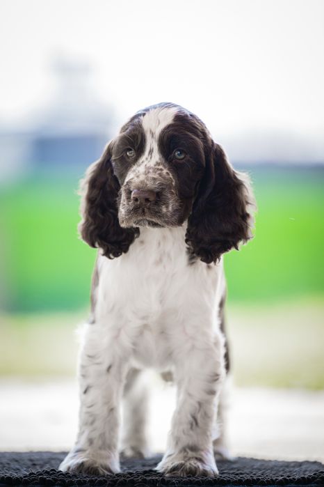 Английски спрингер шпаньол