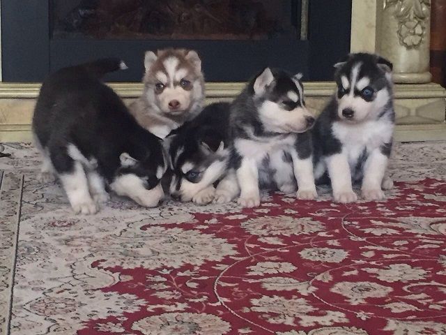 голубоглазая красотка