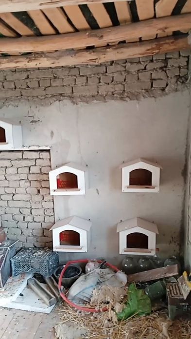 Kaptarlar va yapon tovuqlar uchun gnizdolarimiz bor