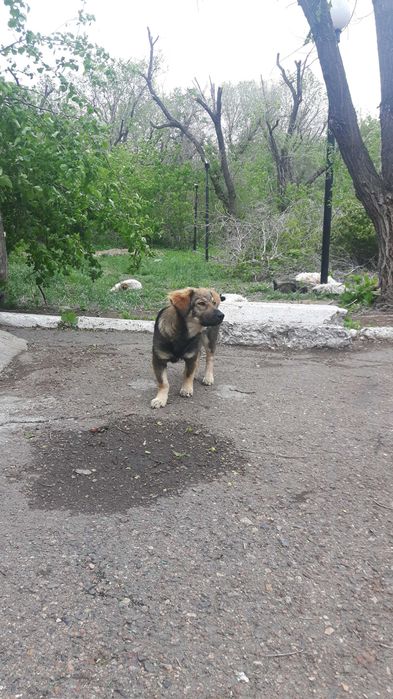 Щенки звоночки срочно