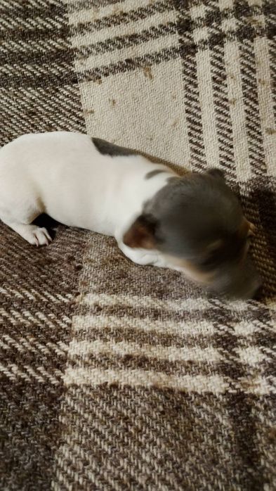 Джак ръсел териер