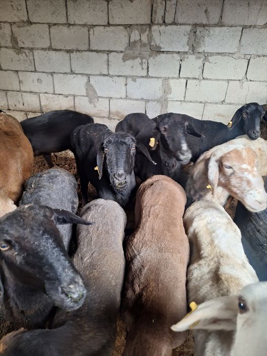 Продаётся Бараны